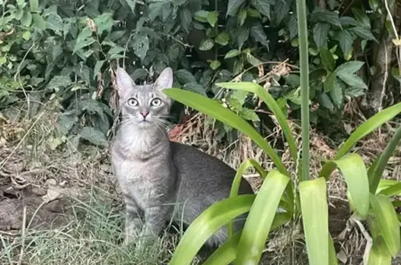 Chat mâle gris souris perdu à Cenon - photo
