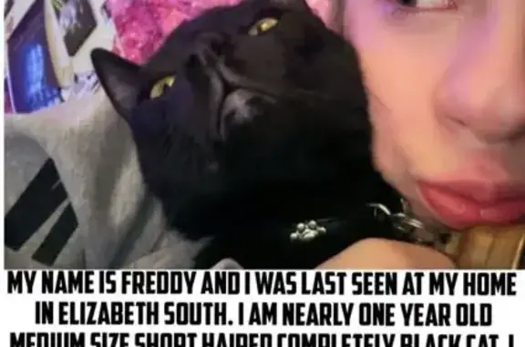 Lost Black Cat: Friendly, Brass Bell