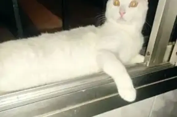 Blanco, ojos amarillos, manso, muy bueno.
