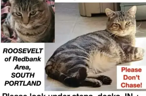 Lost Grey Cat with Black Stripes - Help!