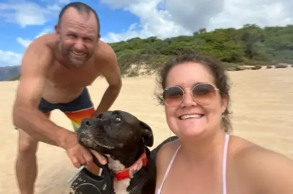 Missing dog , photo: Lost Dog: White Markings, Lihue DMV