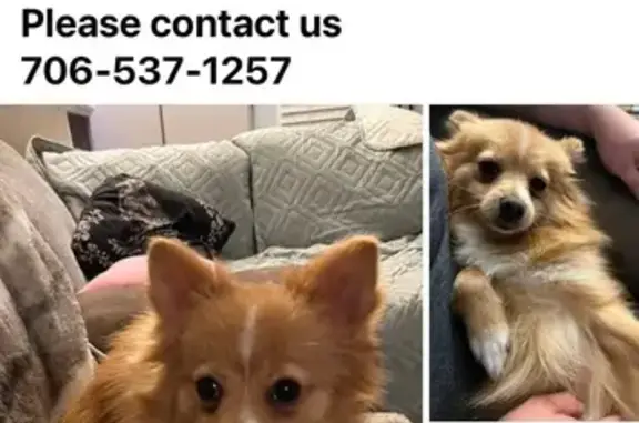 Lost Ginger Pomeranian in Knoxville!