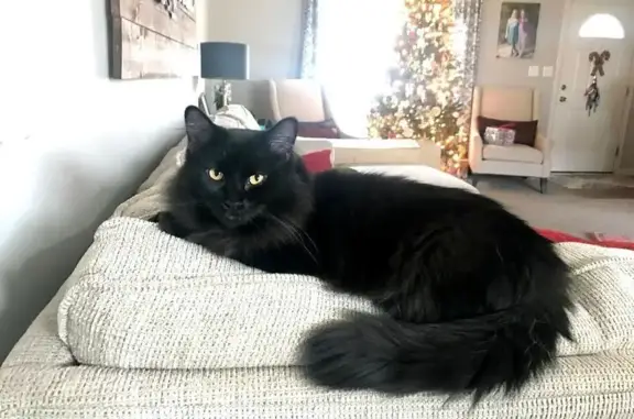 Missing cat Fishers, photo: Lost Black Cat: Shy, Gentle, & Curious