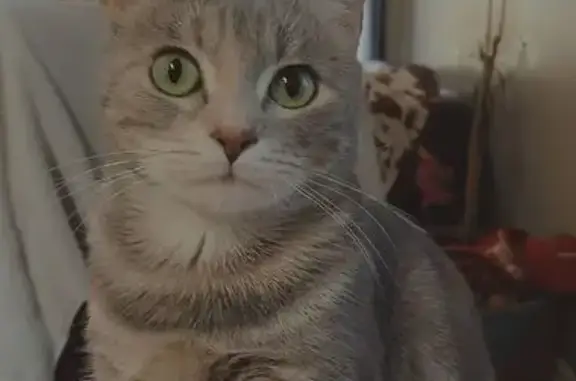Missing cat Nashville, photo: Lost Cat: Grey/White, Green Eyes - Bibi