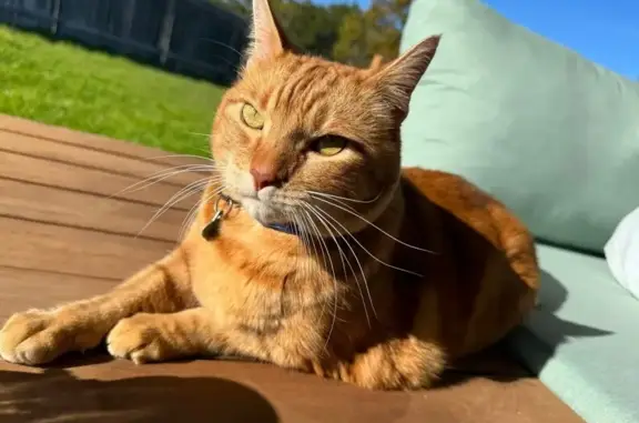 Lost: Large Orange Cat, Blue Collar