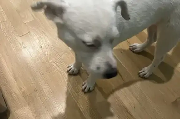 Lost: 25lb White Dog w/ Black Dots, Sudbury