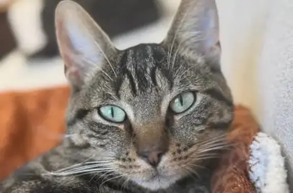 Animaux perdus , photo: Chat perdu espiègle, Rue Saint-Pierre, Angrie