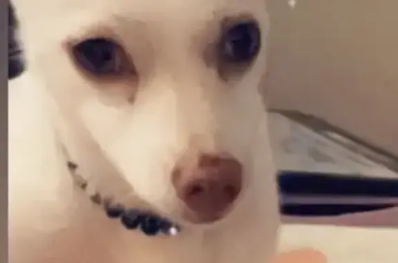 Missing dog , photo: Lost Dog Cardi: White, Bracelet-Wearing