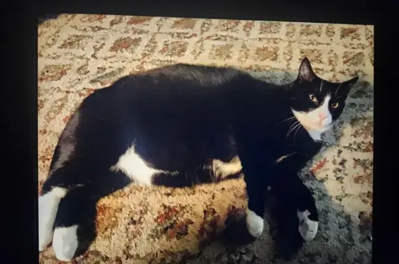 Lost Overweight Tuxedo Cat in Warsaw, PA