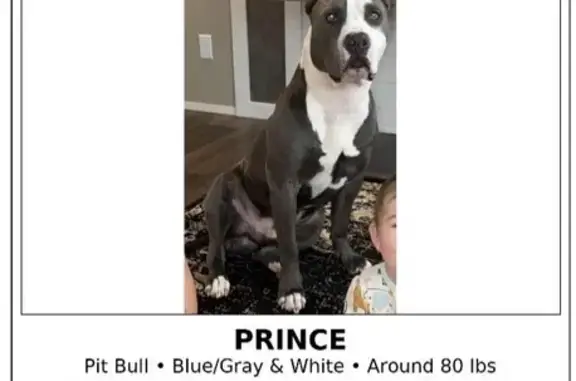 Help Find Prince: Lost Dog in McKenzie, AL