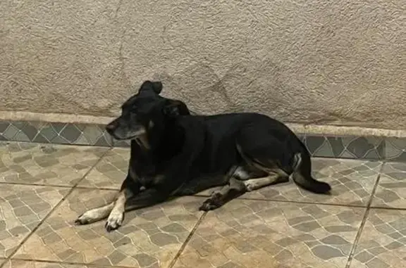 Cachorro perdido Macho (brl001693) - photo