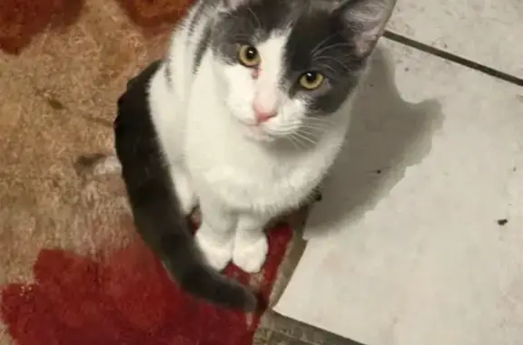 Lost Friendly Cat in Gorham Woods