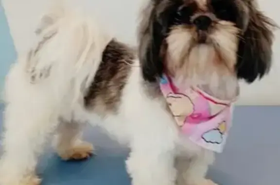 Cachorro perdido Fêmea (brl001694) - photo