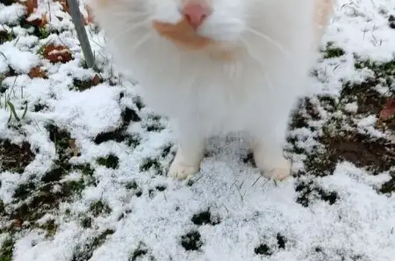 Chat perdu à Bussac-Forêt - photo