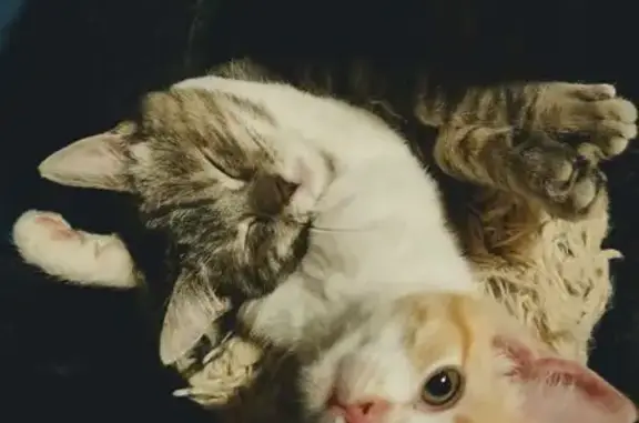 Missing cat Idaho Falls, photo: Lost Sweet Orange & White Cat in Idaho