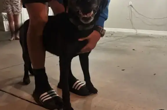 Found pets Warner Robins, photo: Found: Sweet Black Lab Mix with AirTag