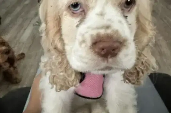 Lost Cocker Spaniel: Unique Eyes & Pink Collar