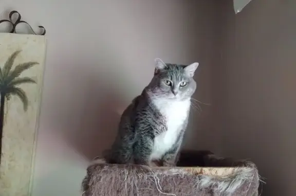 Lost Cat: Friendly, White-Pawed in Warner