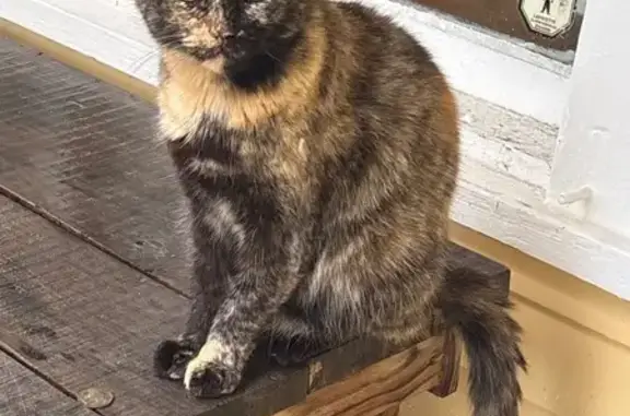 Missing cat Lafayette, photo: Lost Calico Cat: Mrs. Kitty in Lafayette