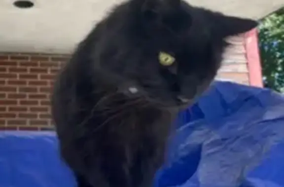 Lost Cat: Grey Collar on Dayton St, Danvers