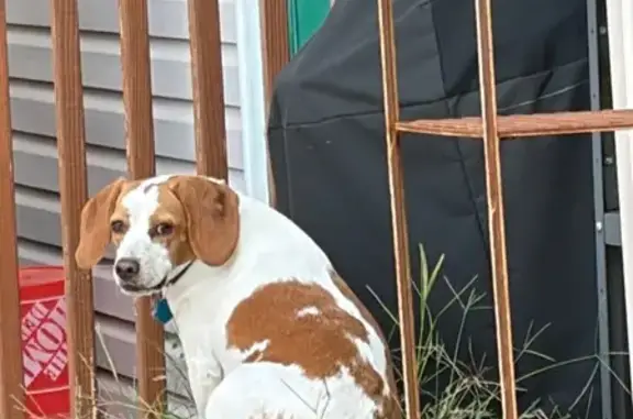 Lost Beagle: White & Brown in Louisville