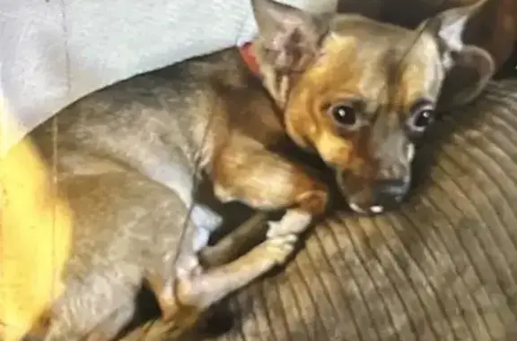 Lost Dog on Thompson St, Wood River