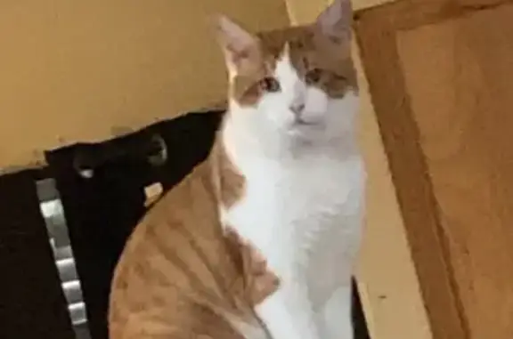 Missing cat Columbus, photo: Lost Cat with Unique Ear Dents in Columbus