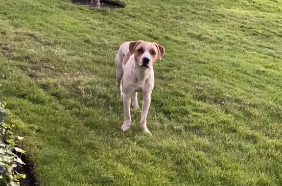 Found: Gentle Male Dog in Kelseyville, CA