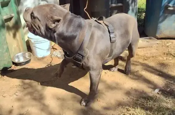 Found dog Little Rock, photo: Found Gray Dog: Proof Needed, Little Rock
