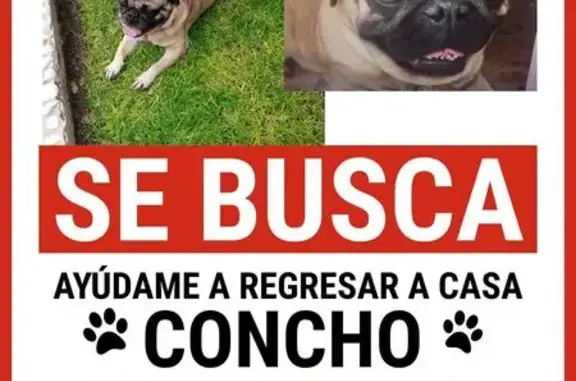 Animales perdidos Ciudad Nezahualcoyotl, foto: Perro Beige Perdido en Ciudad Neza: Medicado