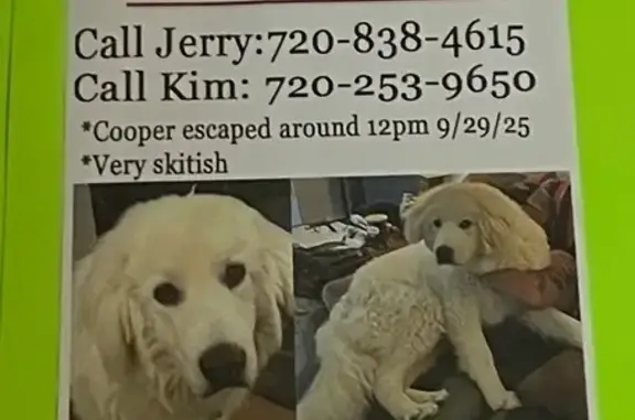Lost: White Dog Cooper, 90 lbs, Monument