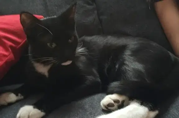 Lost Black Tuxedo Cat in Tucson Area