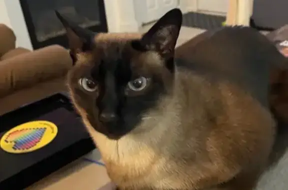Lost Chocolate Point Siamese in Markham