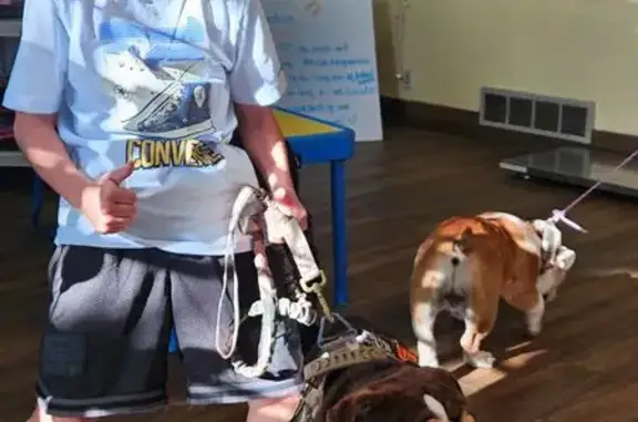 Lost Dog: White & Brown in Memphis