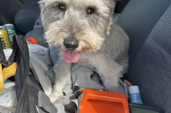 Found dog , photo: Freshly Groomed Dog Found in Mosman