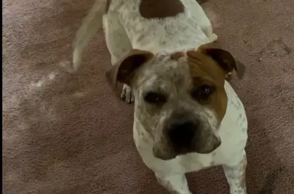 Lost Dog: Seen on Emily Ln, Carrollton GA