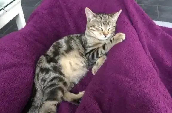 Chaton perdu, 6 mois, rue de Guise, Hirson - photo