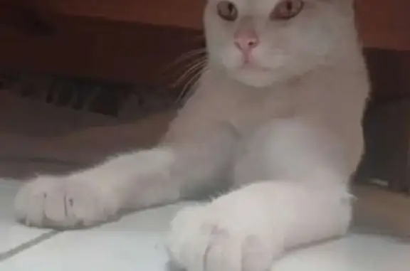 Gato Blanco Perdido en Ciudad...