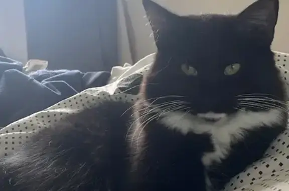 Chat perdu, Paris, photo: Chat noir et blanc perdu à Paris 19e