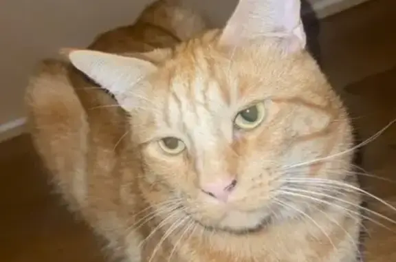 Animaux perdus Loudéac, photo: Chat roux perdu à Loudéac