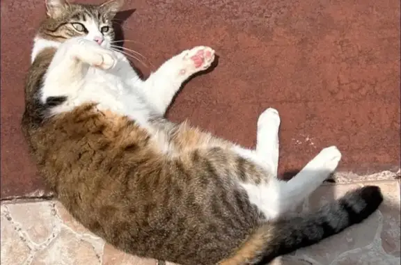 Animaux perdus , photo: Chatte Radja perdue à Colomiers