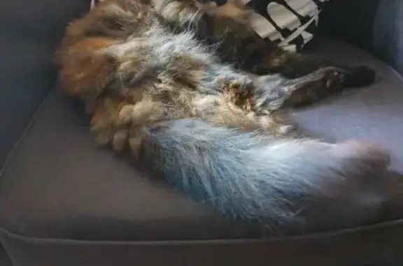 Chat perdu, Haguenau, photo: Chatte écaille perdue à Haguenau