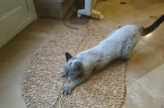 Animaux trouvés Nancy, photo: Chat trouvé : jeune européen gris tigré