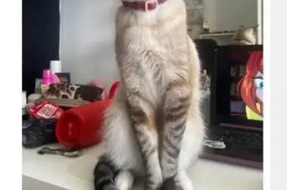 Gato Perdido en La Laguna: Cariñoso y Asustado