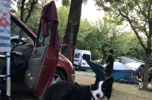 Chien perdu: Border Collie, collier orange - photo