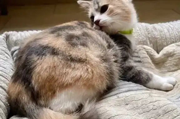 Знайдена грайлива кішка на бул...