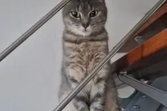 Chat trouvé Bry-sur-Marne, photo: Chat trouvé Rue Brûlée, Bry