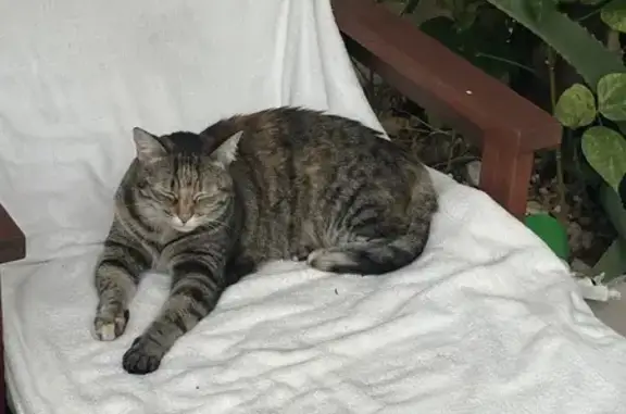 Chatte grise tigrée perdue à Antibes - photo