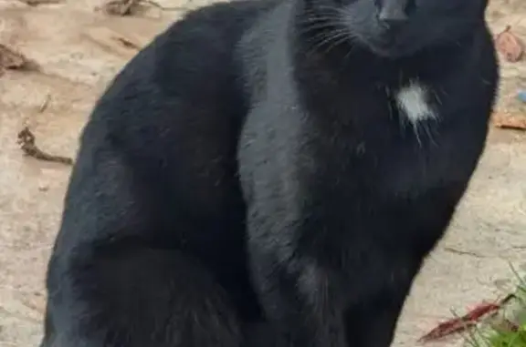 Chat perdu, , photo: Chatte noire Comète disparue à Fougerolles