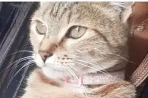 Chat perdu, Camon, photo: Chat beige tigré perdu à Camon